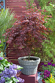 Flowered terrace in spring: Japanese Maple (Acer palmatum) 'Atropurpureum' in pot