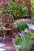 Flowered terrace in spring: Blue Oat Grass (Helictotrichon sempervirens), Pelargonium (Pelargonium sp), Groundsel (Senecio sp) in pot