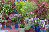 Flowered terrace in spring: Blue Oat Grass (Helictotrichon sempervirens), Lilac (Syringa sp), European fan palm (Chamaerops humilis), Japanese Maple (Acer palmatum), (Senecio sp) in pot