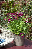 Verveine décorative (Verbena 'Splash') en pot sur une terrasse