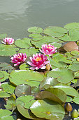 Water lily (Nymphaea sp) in bloom in spring