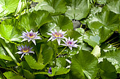Blue Lotus (Nymphaea caerulea) 'Savigny' in bloom