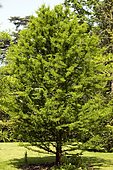 Bald cypress (Taxodium distichum)