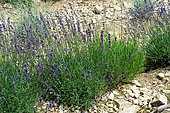 Fine Lavender (Lavandula angustifolia) in bloom