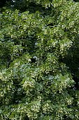 Largeleaf linden (Tilia platyphyllos) in bloom