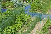 Sweet basil (Ocimum basilicum) and Chive (Allium schoenoprasum) in a flowered vegetable garden