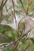 Fireweed (Epilobium augustifolium) egret seeds