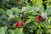 Japanese Skimmia (Skimmia japonica) 'Rubella'. Fruits and Flowers in winter
