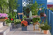 Flowered balcony : Showy Medinilla (Medinilla magnifica), Azalea (Rhododendron sp), Abutilon (Abutilon sp), Begonia (Begonia sp), Groundsel (Senecio sp), Pelargonium (Pelargonium sp), Grévillea (Grevillea juniperina), Agapanthe (Agapanthus sp), Marguerite (Argyranthemum sp) in spring