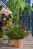 Flowered balcony : Grévillea (Grevillea juniperina) in spring