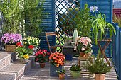 Flowered balcony : Azalea (Rhododendron sp), Abutilon (Abutilon sp), Begonia (Begonia sp), Pelargonium (Pelargonium sp), Grévillea (Grevillea juniperina), Agapanthe (Agapanthus sp), Marguerite (Argyranthemum sp), Pansy (Viola sp) in spring
