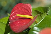 Anthurium (Anthurium sp)