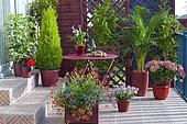 Flowered balcony: Lobelia (Lobelia sp), Diascia (Diascia sp), Hydrangea (Hydrangea macrophylla) 'Leuchtfeuer', Sentrypalm (Howeia forsteriana), False cypress (Chamaecyparis sp) 'Ellwoodii', Schefflera (Schefflera sp) in pots
