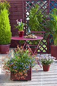 Flowered balcony: Lobelia (Lobelia sp), Diascia (Diascia sp), Arum (Zantedeschia sp), Sentrypalm (Howeia forsteriana), False cypress (Chamaecyparis sp) 'Ellwoodii', Schefflera (Schefflera sp) in pots