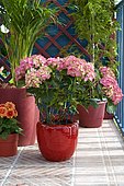 Flowered balcony: Hydrangea (Hydrangea macrophylla) 'Leuchtfeuer', in pot