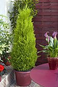 Flowered balcony: False cypress (Chamaecyparis sp) 'Ellwoodii', Arum (Zantedeschia sp), in pots