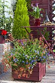 Flowered balcony: Lobelia (Lobelia sp), Diascia (Diascia sp), False cypress (Chamaecyparis sp) 'Ellwoodii' in pots