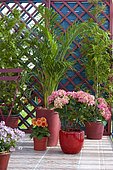 Flowered balcony: Hydrangea (Hydrangea macrophylla) 'Leuchtfeuer', Sentrypalm (Howeia forsteriana) in pots