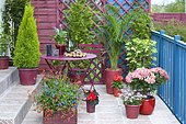 Flowered balcony: Lobelia (Lobelia sp), Diascia (Diascia sp), Hydrangea (Hydrangea macrophylla) 'Leuchtfeuer', Sentrypalm (Howeia forsteriana), False cypress (Chamaecyparis sp) 'Ellwoodii', Schefflera (Schefflera sp) in pots