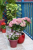 Flowered balcony: Hydrangea (Hydrangea macrophylla) 'Leuchtfeuer', Capejewel (Nemesia sp) in pots