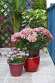 Flowered balcony: Hydrangea (Hydrangea macrophylla) 'Leuchtfeuer', Capejewel (Nemesia sp) in pots