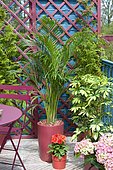 Flowered balcony: Sentrypalm (Howeia forsteriana) in pots
