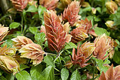 Shrimp plant (Justicia brandegeana) in bloom