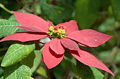 Poinsettia (Euphorbia pulcherrima) in bloom