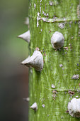 Kapoktree (Ceiba pentandra) spines