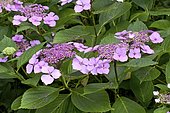 Hydrangea (Hydrangea serrata) 'Klaveren', deciduous shrub, flowering June - August