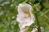 Hollyhock (Alcea rosea) flower
