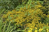 Canada Goldenrod (Solidago canadensis) 'Goldkind' in bloom