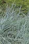 Sand Ryegrass (Leymus arenarius) 'Glaucus'