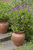 Hooded-leaf pelargonium 'Flore pleno' in bloom in a garden