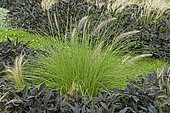 Oriental Fountain Grass (Pennisetum orientale Synonyme Pennisetum asperifolium) and Sweet potato (Ipomoea batatas)