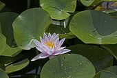 Water lily (Nymphaea sp) in bloom