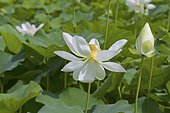 Royal lotus (Nelumbo nucifera) in bloom