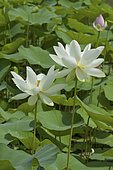 Royal lotus (Nelumbo nucifera) in bloom