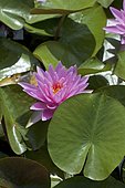 Water lily (Nymphaea sp) in bloom