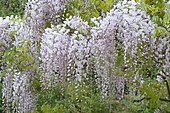 Japanese wisteria (Wisteria floribunda) 'Alba' in bloom in spring