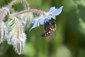 Honey bee (Apis millifera) on a borage flower (Borago officinalis)