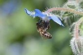 Honey bee (Apis millifera) on a borage flower (Borago officinalis)