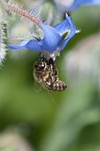 Honey bee (Apis millifera) on a borage flower (Borago officinalis)