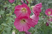 Hollyhock (Alcea rosea syn. Althaea rosea) flowers