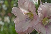 Hollyhock (Alcea rosea syn. Althaea rosea) flowers