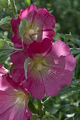 Hollyhock (Alcea rosea syn. Althaea rosea) flowers