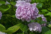 Hydrangea (Hydrangea serrata) 'Diadem' in bloom