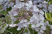 Hydrangea (Hydrangea macrophyla) 'Tricolor' in bloom