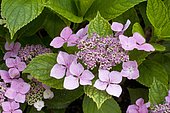 Hydrangea (Hydrangea sp) in bloom