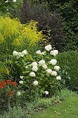 Panicled hydrangea (Hydrangea paniculata) 'Grandiflora', Goldenrod (Solidago sp), Dahlia (Dahlia sp) in bloom